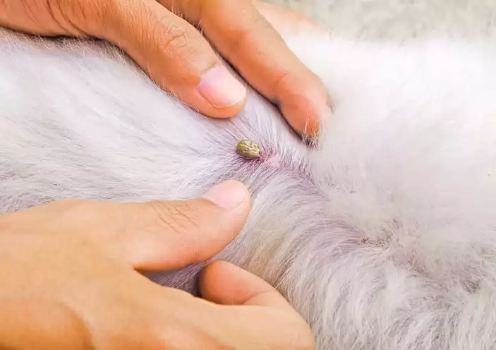 A person checking a tick on a dog