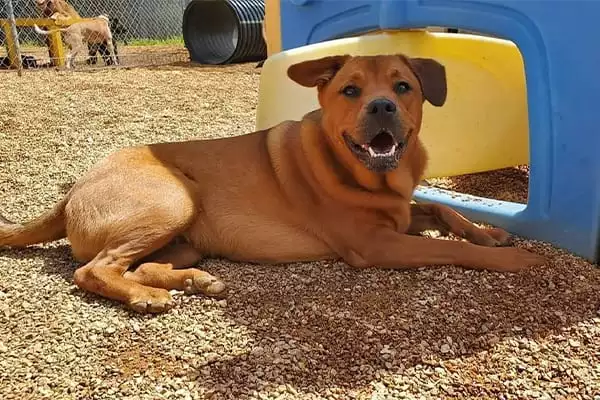 A brown dog at playground