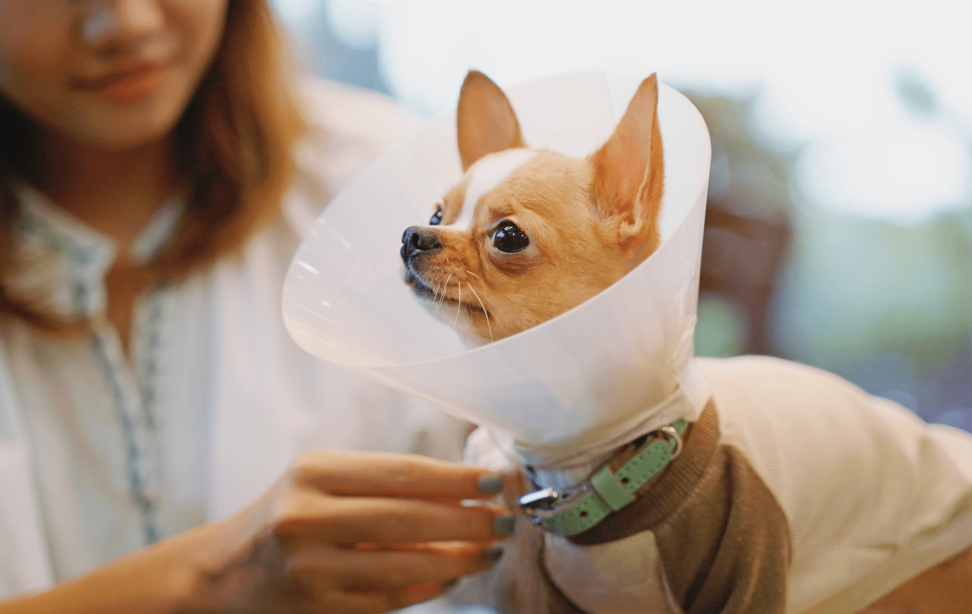 a dog wearing a cone around its neck