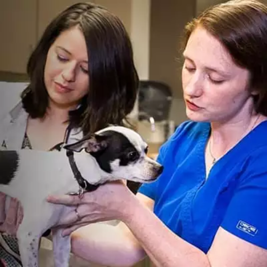 a veterinarian holding a dog