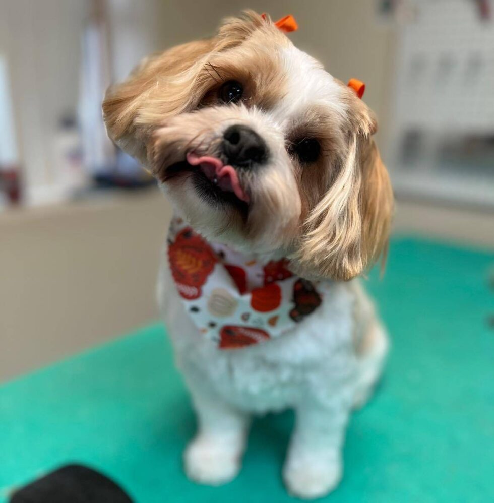 Pet Grooming In Springfield, MO Spring Valley Veterinary Hospital