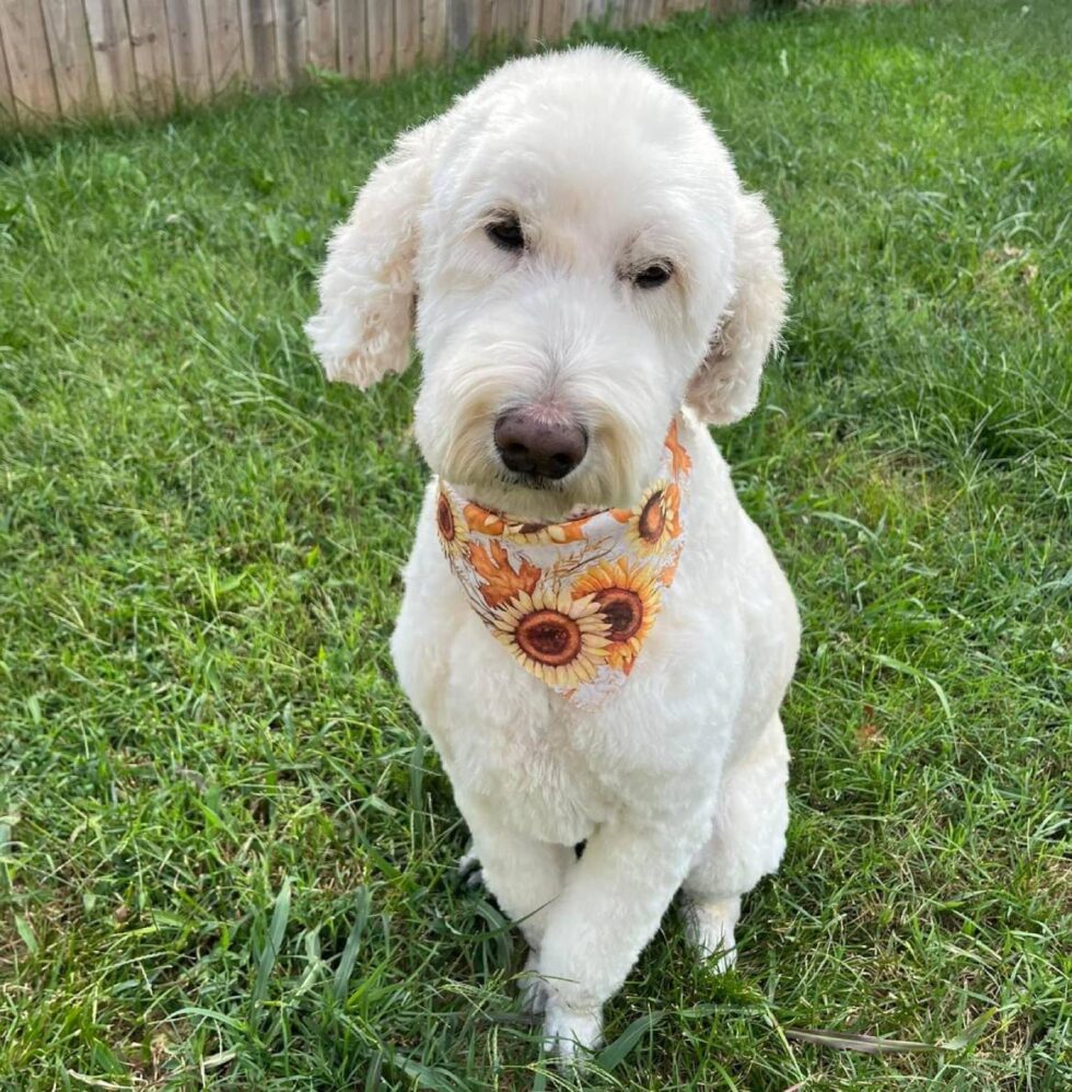 Pet Grooming In Springfield, MO Spring Valley Veterinary Hospital