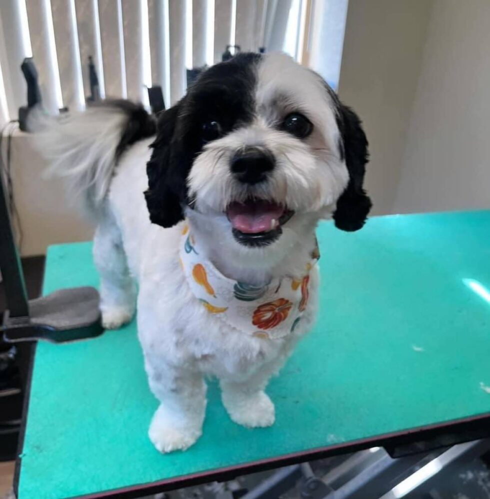 Pet Grooming In Springfield, MO Spring Valley Veterinary Hospital