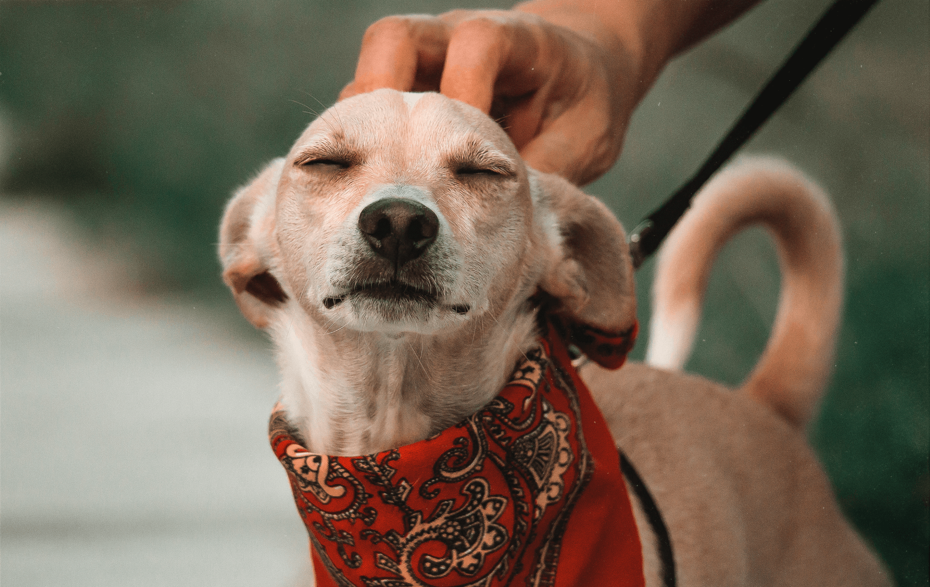 A dog with its eyes closed