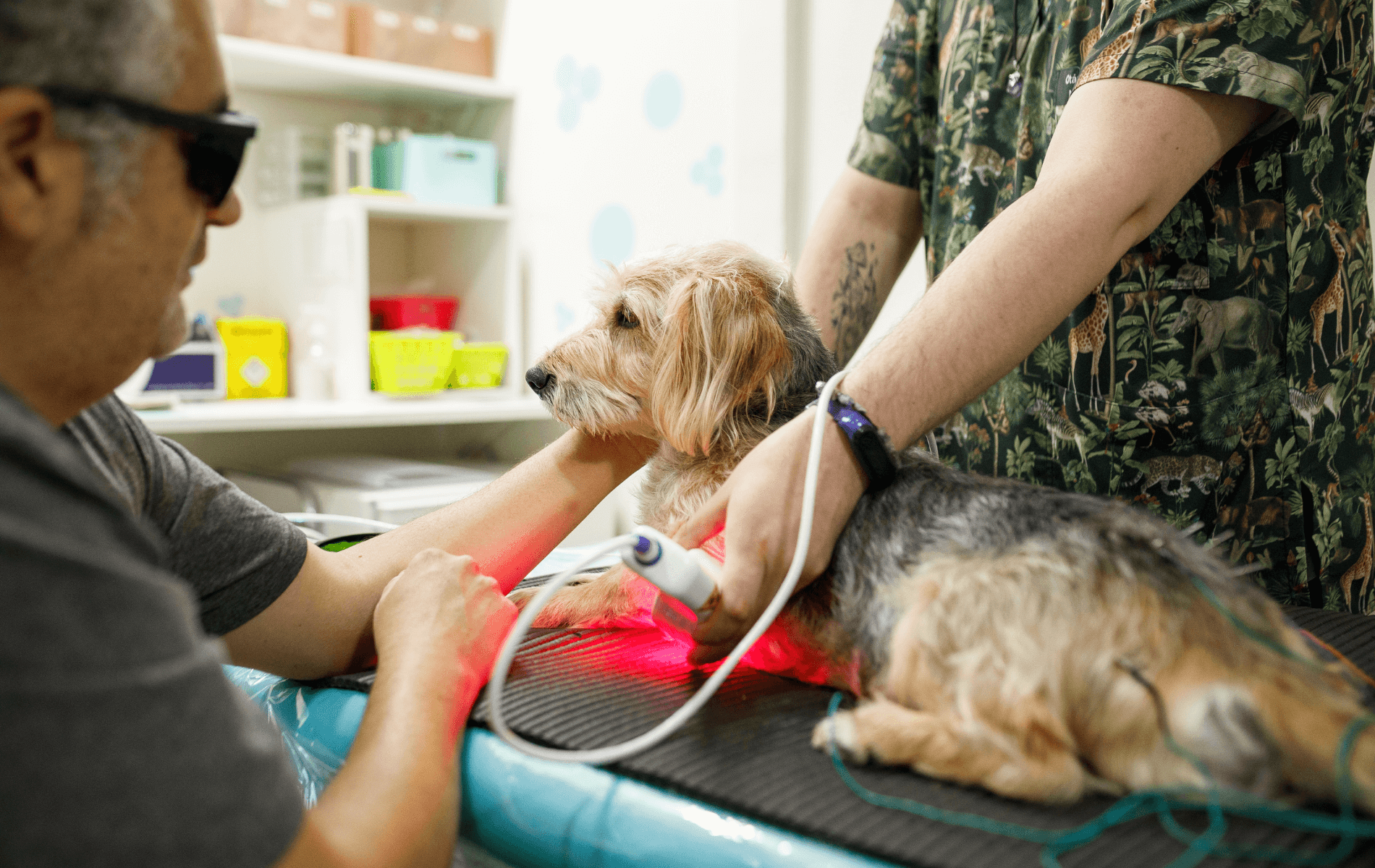 A dog being examined by a person