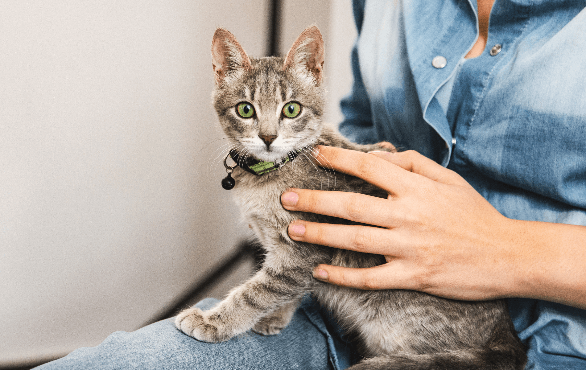 Payment Options For Veterinary Care | Spring Valley Veterinary Hospital