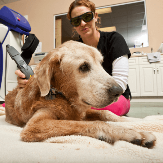 A person do laser therapy to a dog