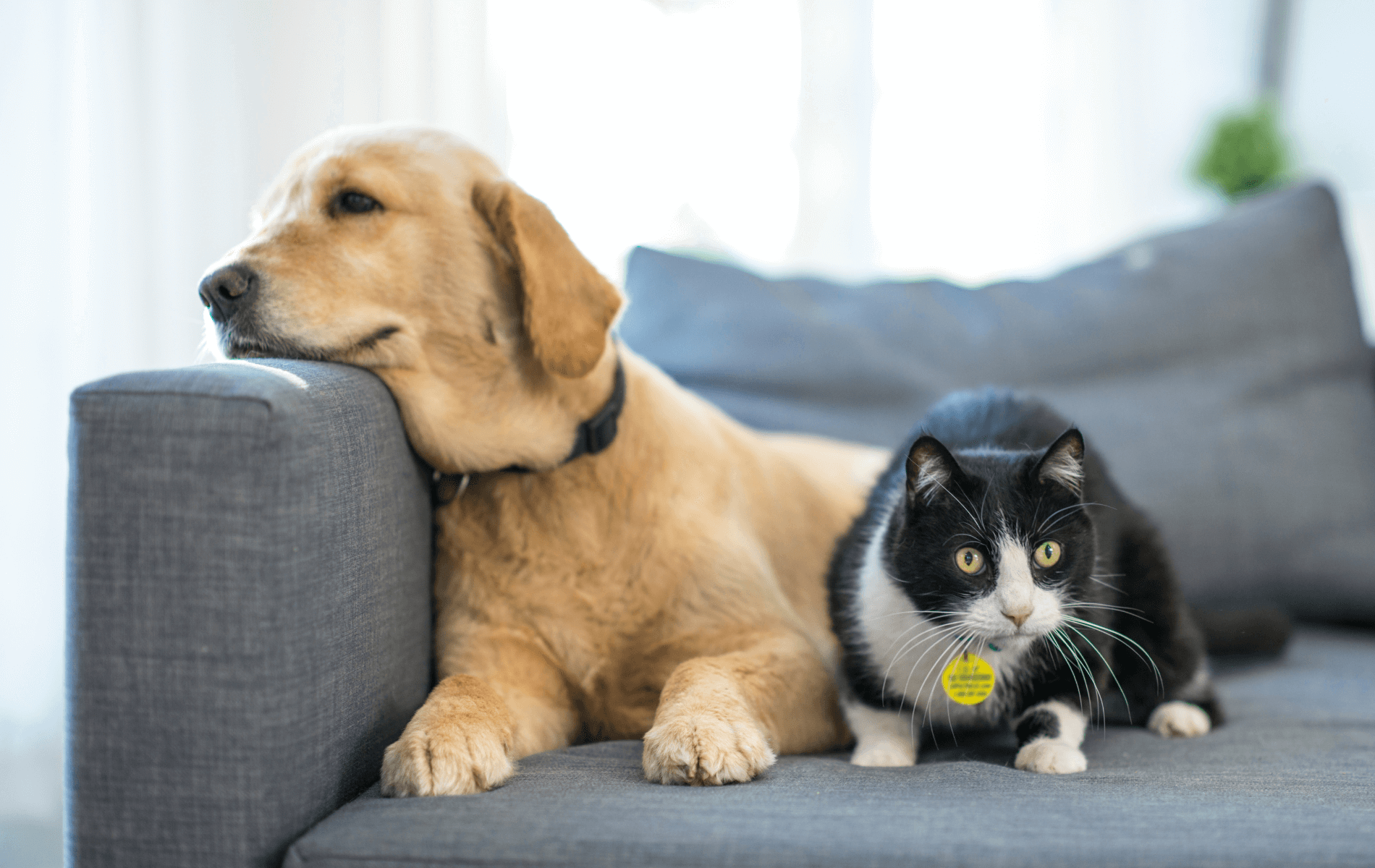 A dog and cat lying on a couch